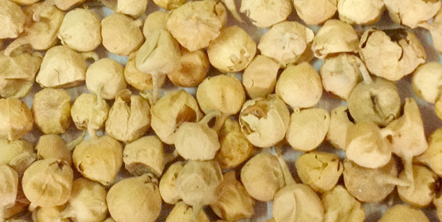 paneer ke fool ke fayde