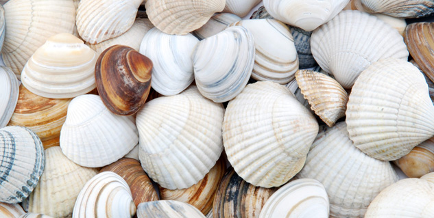 sea-shell-ash-benefits