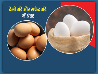 देसी अंडे और सफेद अंडे में क्या अंतर होता है? जानें सर्दियों में कौन सा अंडा खाएं और कितना खाएं