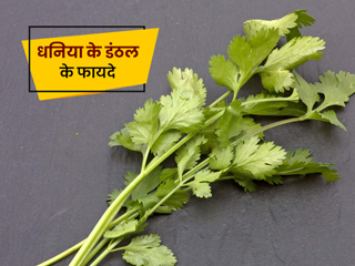 धन‍िया काटने के बाद बचे हुए डंठल को फेंके नहीं, जानें इसके 5 बेहतरीन फायदे और प्रयोग का तरीका