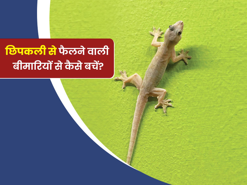 घर में छ‍िपकली के कारण फैल सकती हैं कई बीमार‍ियां, जानें छ‍िपकली को भगाने के 5 आसान तरीके