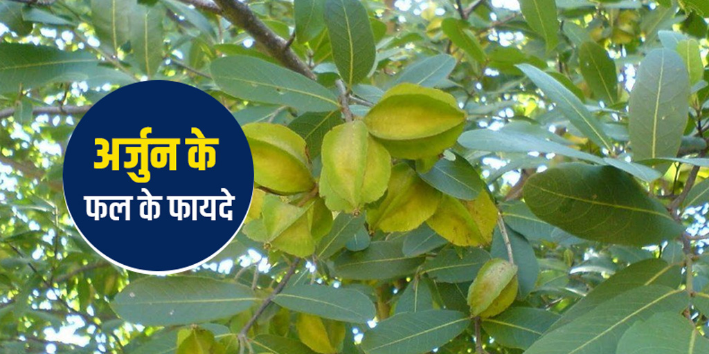 arjun-fal-ke-fayde-arjun-fruit-benefits-in-hindi