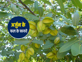 शरीर और त्वचा की कई समस्याओं को दूर करने में मदद करता है अर्जुन का फल, जानें इस्तेमाल का तरीका