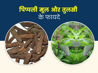 पिप्पली मूल और तुलसी का मिश्रण है सेहत के लिए बहुत फायदेमंद, एक्सपर्ट से जानें कैसे करना है सेवन