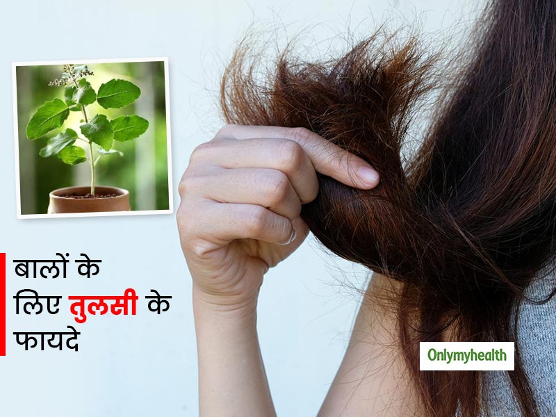 रूखे-बेजान बाल और डैंड्रफ आदि की समस्या में ऐसे करें तुलसी की पत्तियों का प्रयोग, खत्म हो जाएंगी समस्याएं