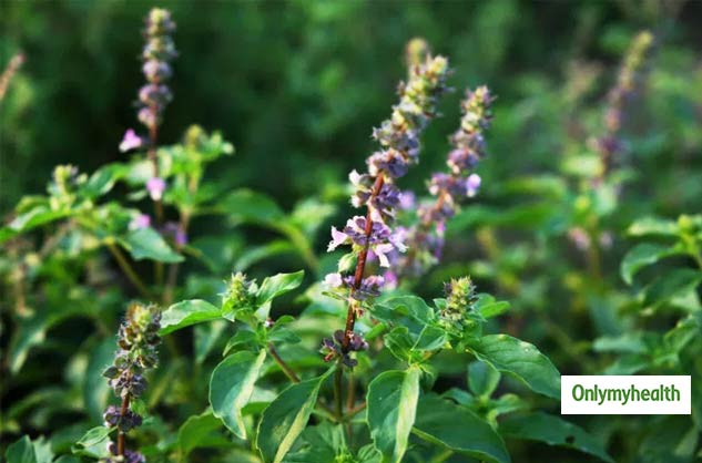 tulsi leaves for hair