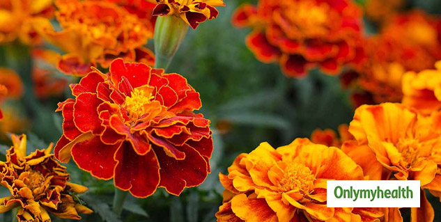 merigold flower home remedies in hindi