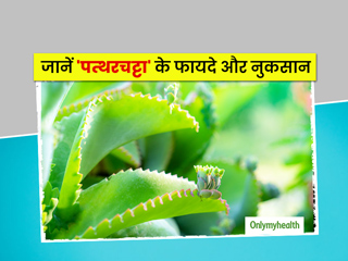 इन 9 समस्याओं से राहत पहुंचाए पत्थरचट्टा का पत्ता, आयुर्वेदाचार्य से जानें इसके फायदे और नुकसान