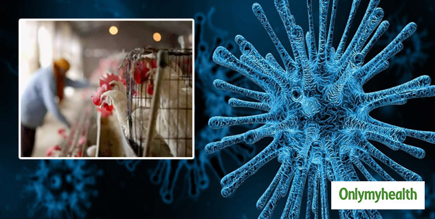 Russia H5N8 Virus: Bird Flu Reaches Humans! Seven People ...
