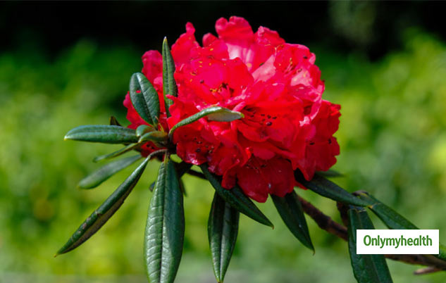 buransh flower for body problems 