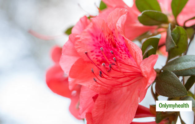 benefits of buransh