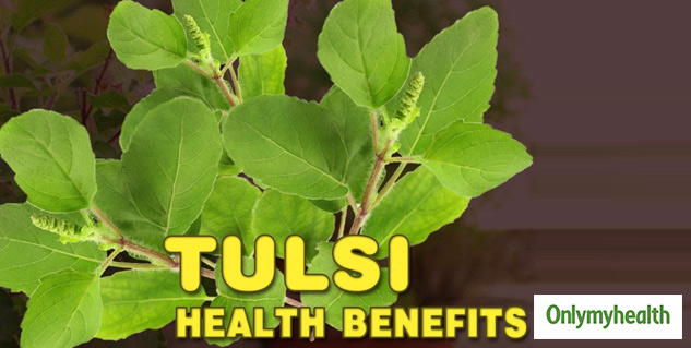 Tulsi Plant Health Benefits Ayurvedic And Medicinal Uses Of