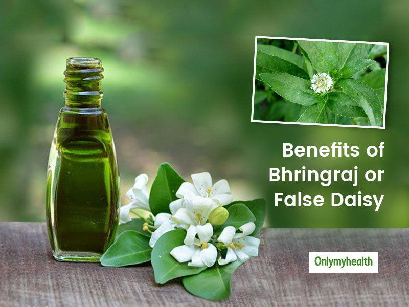 Bhringraj Or False Daisy, Know Why This Is A Wonder Herb | OnlyMyHealth