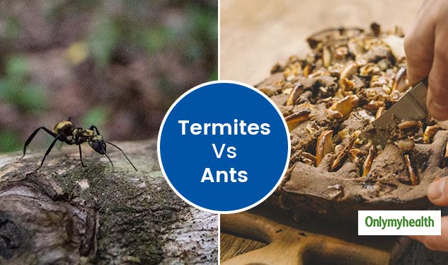 Pestered By The ‘Home Invaders’? Learn How Termites Can Create Menace ...