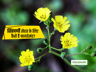 जानें सिंहपर्णी सेहत के लिए कैसे है फायदेमंद? घर पर ऐसे बनाएं इसकी चाय
