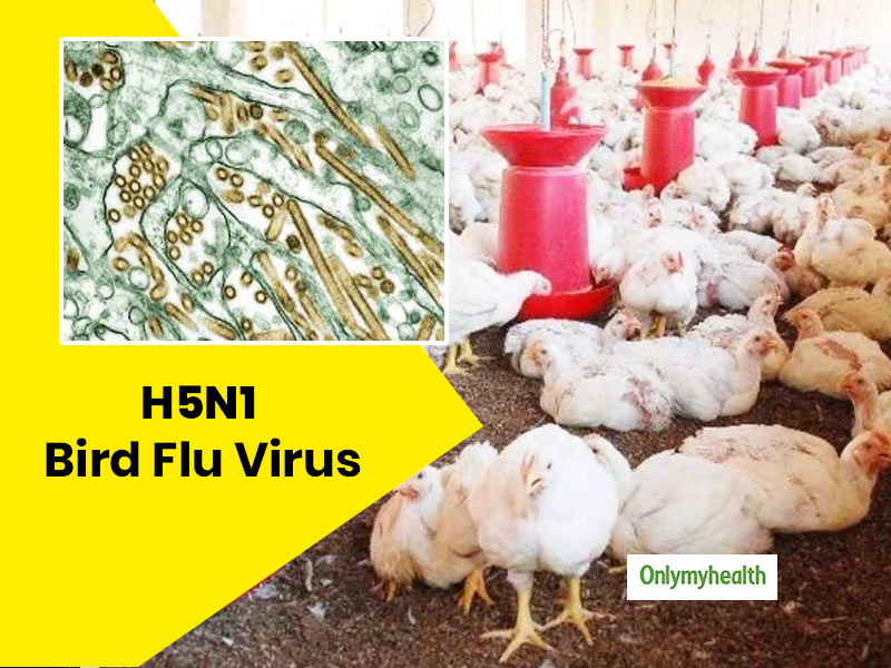 Bird Flu In India: Tips And Precautions To Stay Safe From The Avian Influenza