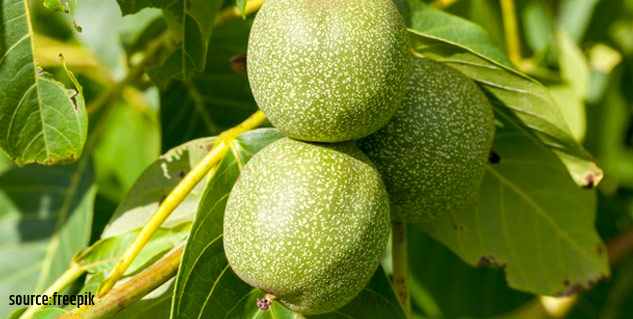 walnut leaves