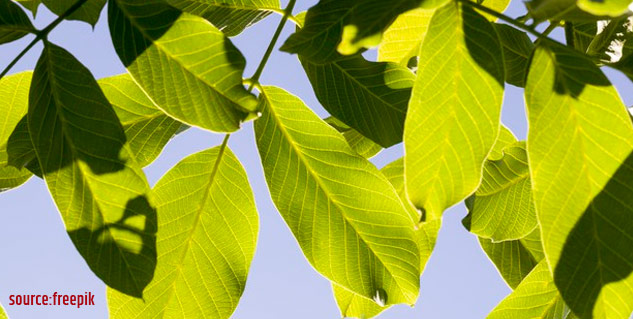 walnut leaves benefits