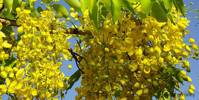 amaltas benefits