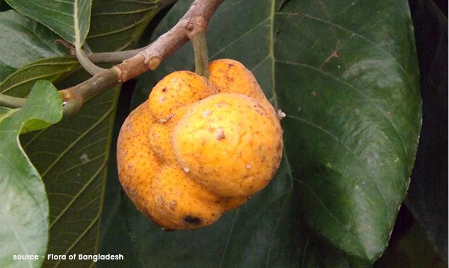 Monkey-Jack-Fruit-Badhal-Health-Benefits