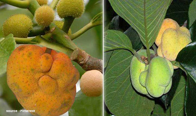 Monkey-Jack-Fruit-Badhal-Health-Benefits