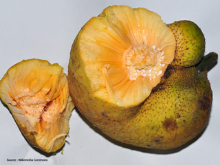 क्या आपने खाया है बड़हल? जानें सेहत के लिए कितना फायदेमंद है ये देसी फल