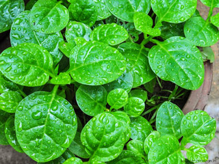 मानसून में जरूर खाएं पोई साग, एक्सपर्ट से जानें इसके फायदे और कुछ सावधानियां