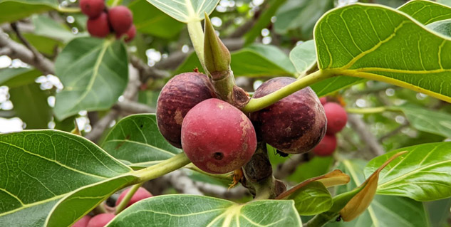 Banyan-Fruit-Health-Benefits