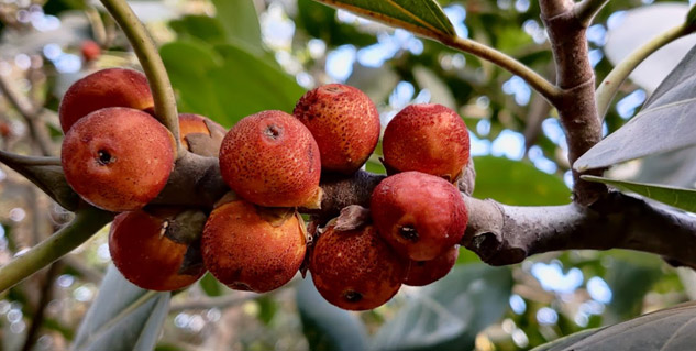 Banyan-Fruit-Health-Benefits