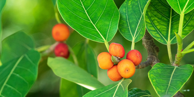 Banyan-Fruit-Health-Benefits