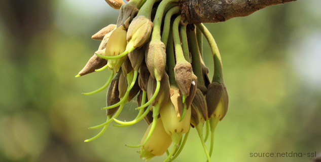 mahua benefits