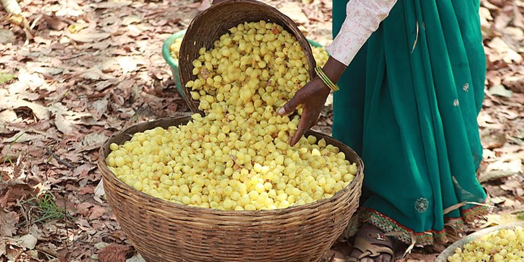 Mahua Flower Home Remedies To Cure Diseases महुआ के फूल से सेहत को