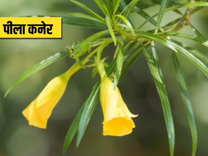 पीले कनेर के फूल, छाल, जड़ और पत्ते सभी होते हैं सेहत के लिए उपयोगी, जानें इसके 5 फायदे, प्रयोग और कुछ नुकसान