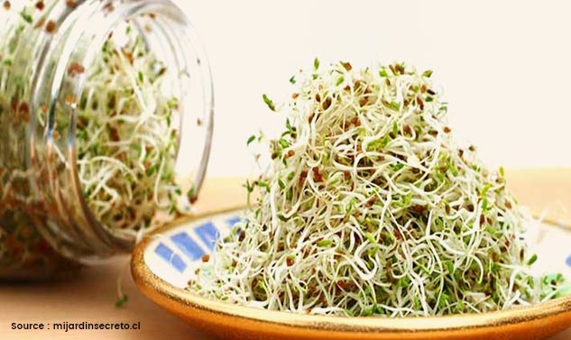 inside1_alfalfabenefits