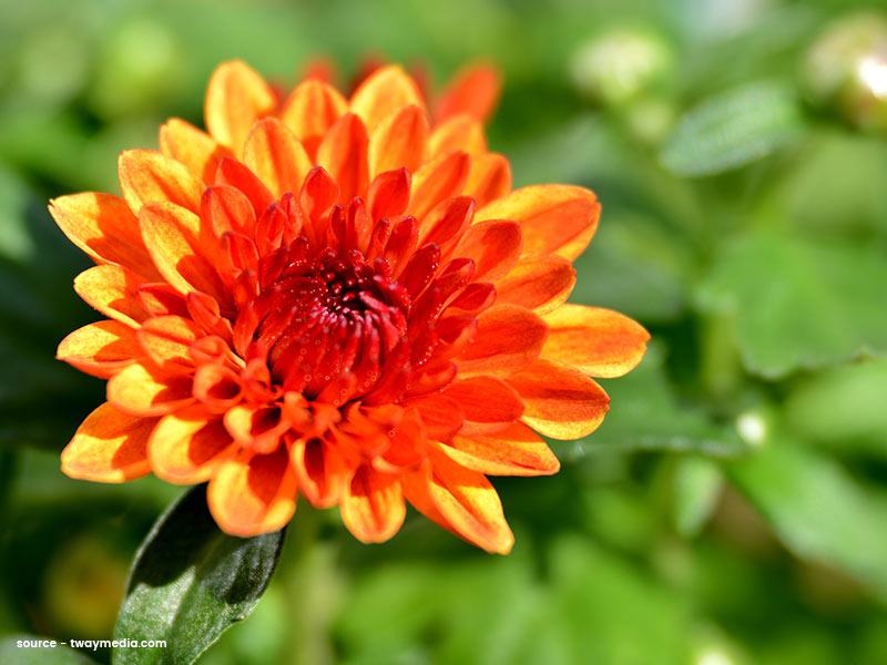 सीने के दर्द से लेकर सिरदर्द ठीक करने तक, जानें 'गुलदाउदी के फूल' के 9 फायदे, प्रयोग और कुछ नुकसान