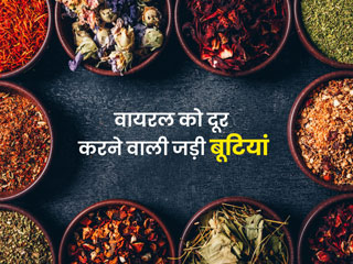ये 6 जड़ी बूटियां हैं शरीर से वायरल बीमारियों को दूर रखने में मददगार, जानें इनके प्रयोग का तरीका