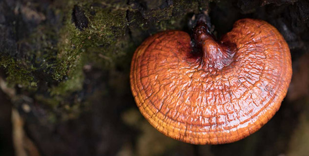 Reishi Mushroom