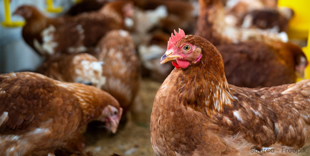 how-to-prevent-death-from-bird-flu