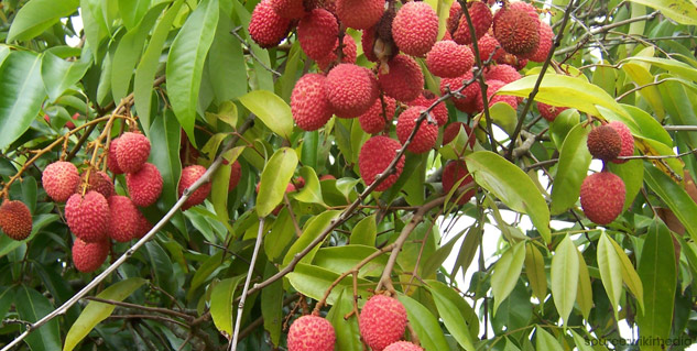 litchie for daily use