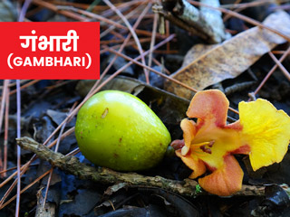 गंभारी के पौधे की पत्तियां, छाल और फल इन 8 समस्याओं को करते हैं दूर, जानें इसके प्रयोग से जुड़ी सावधानियां