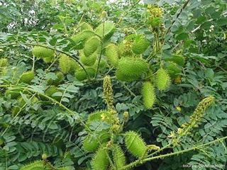 औषधीय गुणों से भरपूर है लताकरंज (fever nut), एक्सपर्ट से जानें फायदे और प्रयोग का तरीका