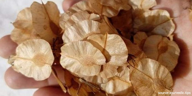 चिलबिल की छाल और पत्ते के फायदे: जोड़ों में दर्द और डायबिटीज जैसी 5 समस्याओं में करें चिलबिल का प्रयोग | chilbil tree leaves bark benefits methods to use in various diseases