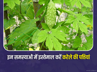करेला ही नहीं इसकी पत्तियां भी हैं बेहद फायदेमंद, जानें इसके 8 फायदे