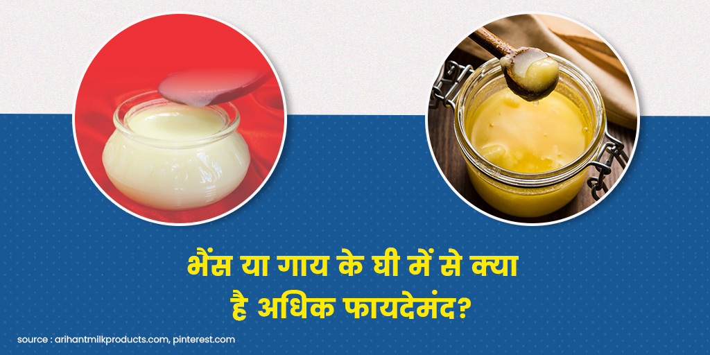 Buffalo Ghee or Cow Ghee Which is More Beneficial in Hindi भैंस का घी