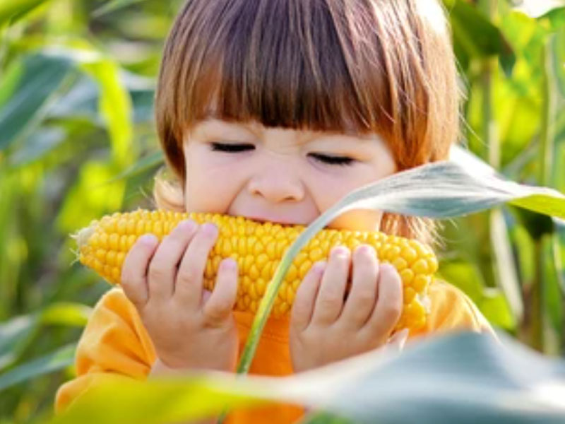 बच्चों को मकई (Corn) खिलाने के 6 फायदे, न्यूट्रीशनिस्ट से जानें इसे खिलाते समय कुछ जरूरी सावधानियां