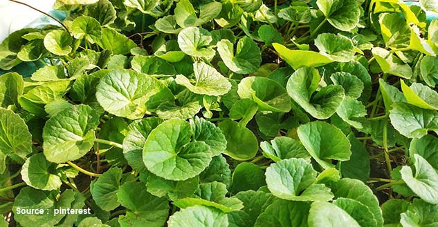 Brahmi-Leaves-Health-Benefits