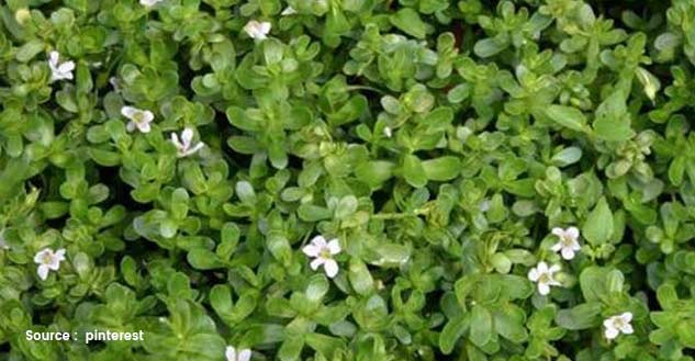 Brahmi-Leaves-Health-Benefits