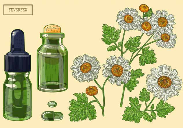 feverfew