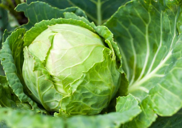 cabbage use for breast