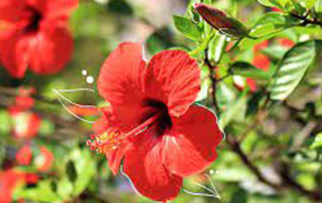 inside4_Flowerforskin